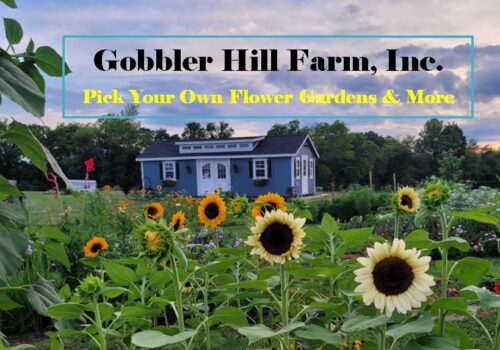 Gobbler Hill Farm - Pick your own flower farm Image