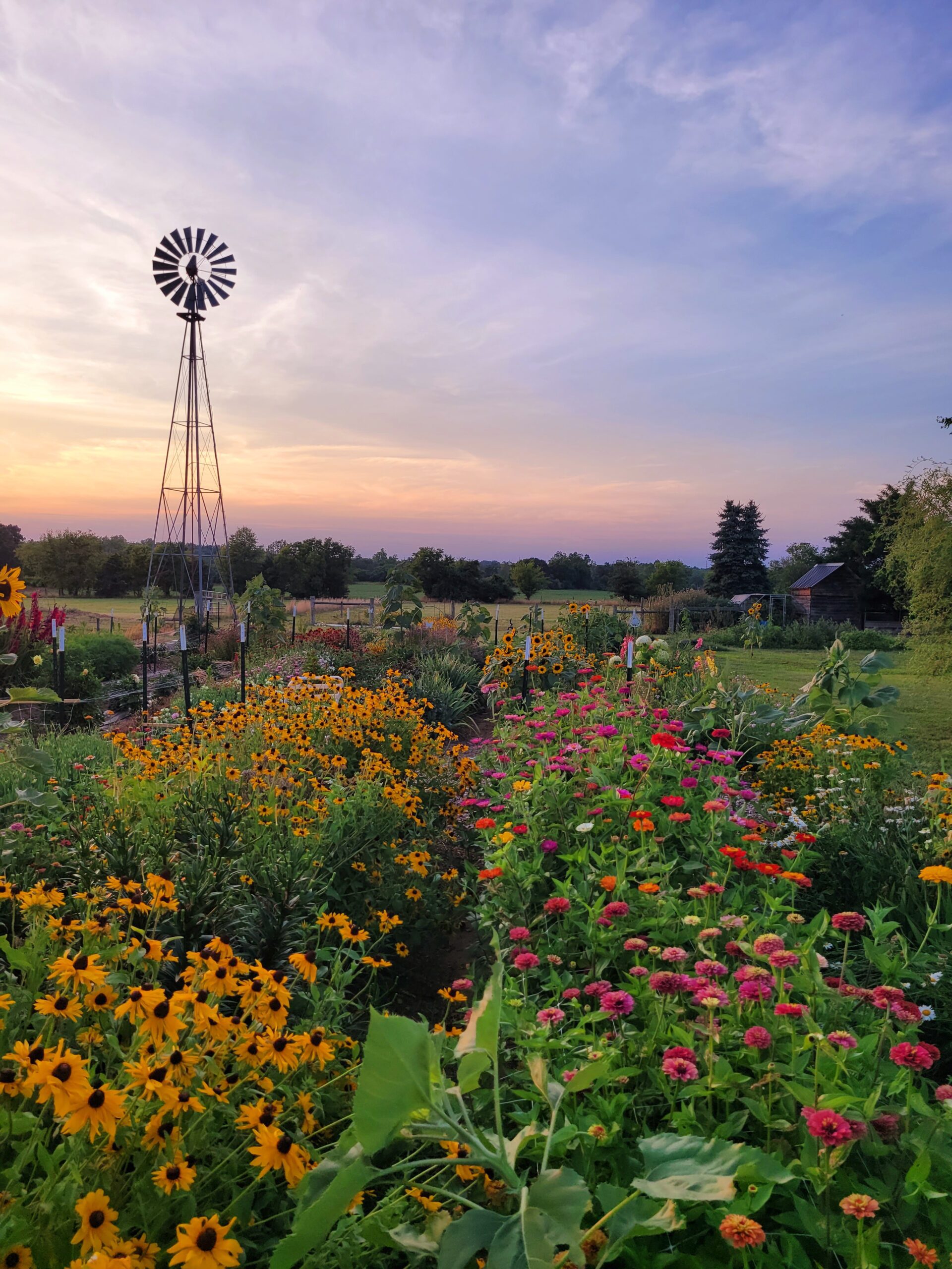 Gobbler Hill Farm - Pick your own flower farm