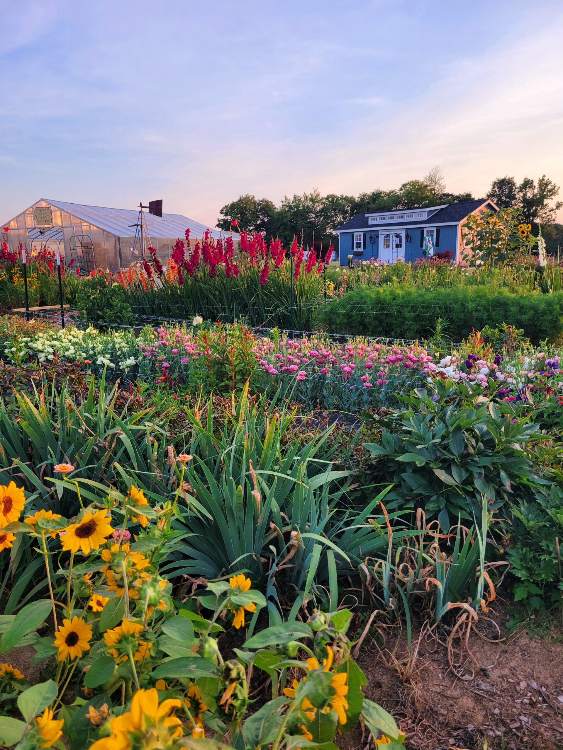 Gobbler Hill Farm - Pick your own flower farm