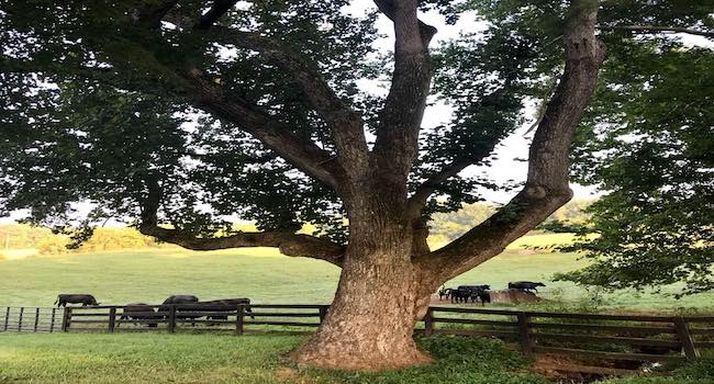 A large tree stands prominently in the foreground with sprawling branches. Behind the tree, there is a wooden fence separating it from a grassy field where several black cows are grazing. The scene is pastoral and tranquil, with sunlight filtering through the trees.