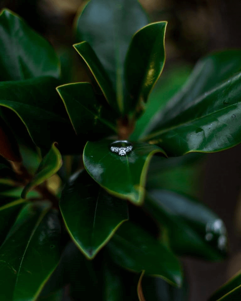 A diamond ring rests on a dark green leaf of a plant, with water droplets visible on the leaf's surface. The background is slightly blurred, highlighting the shiny ring and the rich green color of the foliage.