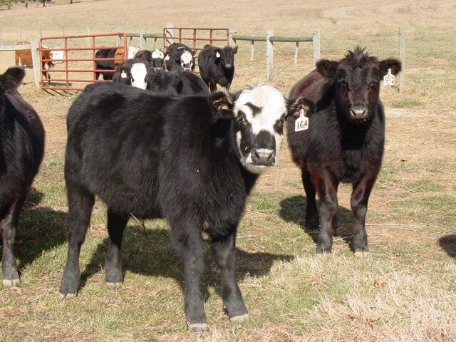 A group of black cows stands on a dry, grassy field. One cow in the foreground has a white face and black markings. A red metal gate and some wooden fencing are visible in the background. The cows appear to have ear tags for identification.