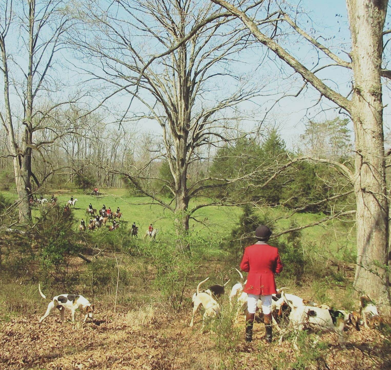 A person dressed in a red coat and black hat stands with a group of hounds in a wooded area. In the background, a group of people on horseback are gathered in an open, grassy field surrounded by trees, appearing to be on a hunt.