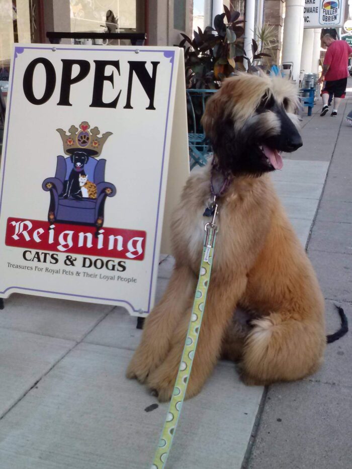 Reigning Cats & Dogs Image