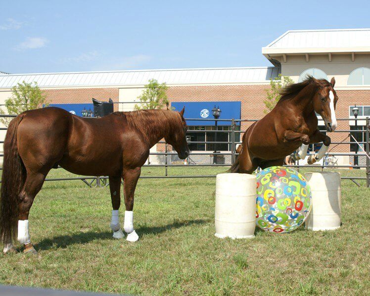 Two brown horses in an outdoor enclosure. One horse stands still, while the other leaps over barrels with a large colorful beach ball nearby. The setting includes buildings in the background and clear skies, indicating a sunny day.