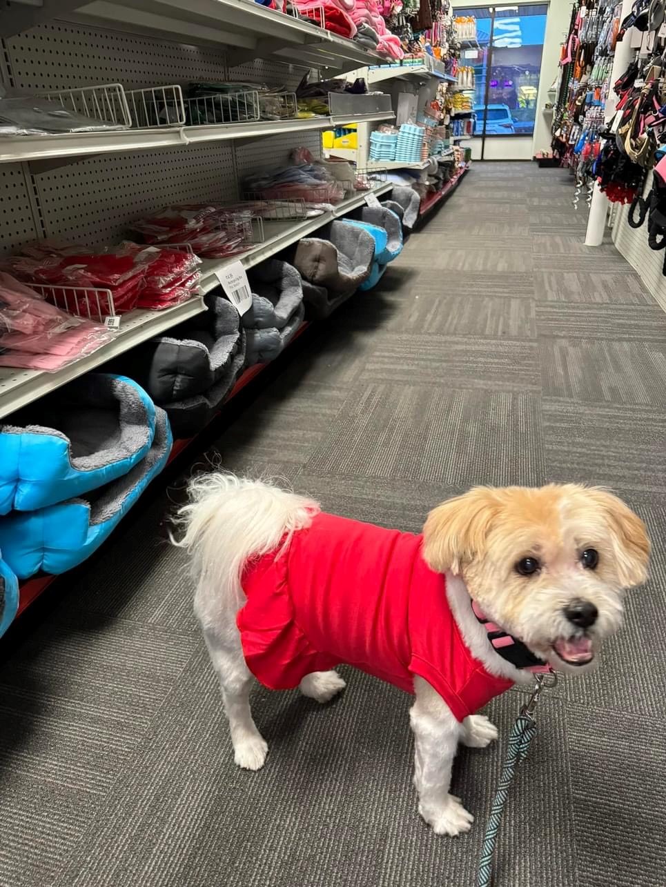 A small dog wearing a red coat stands in an aisle of a pet store. The store shelves are stocked with various pet products, including beds, toys, and accessories. The dog appears to be looking towards the camera with its tongue out in a friendly manner.