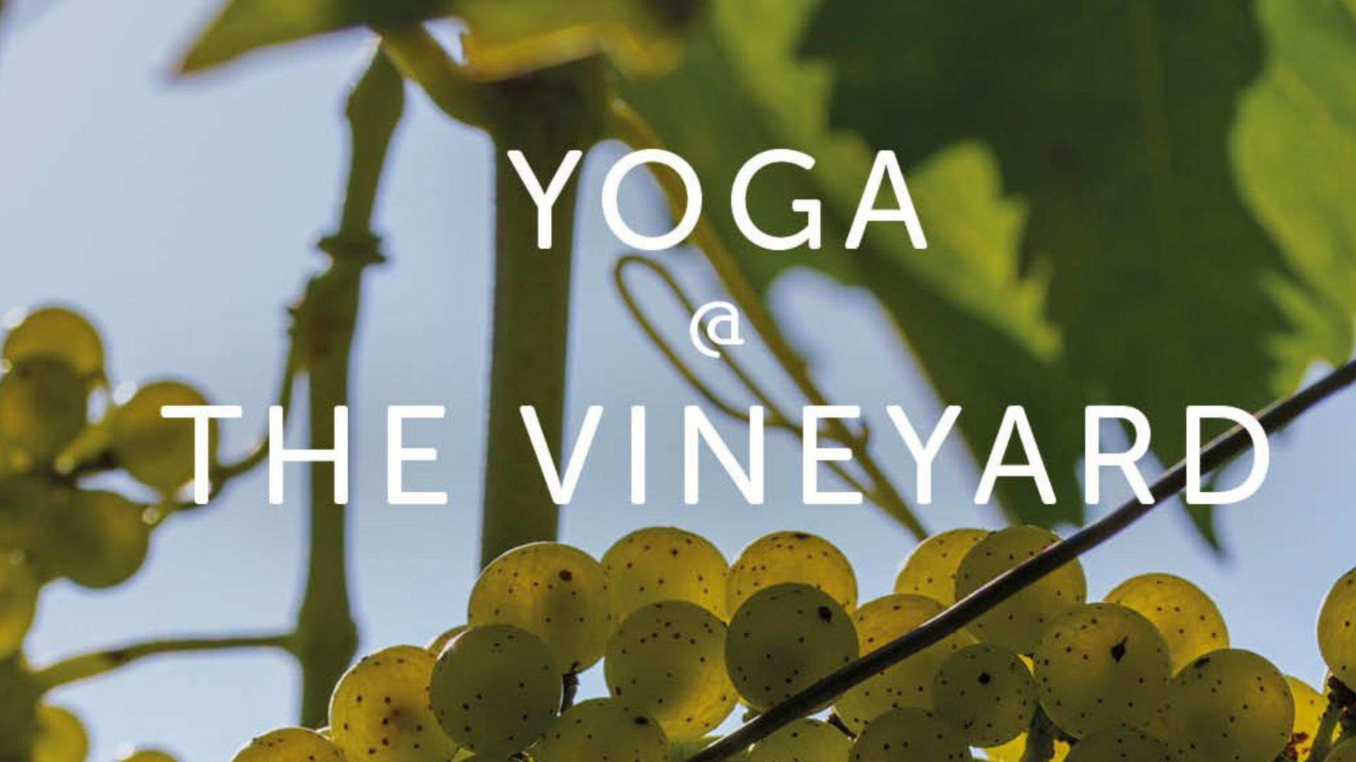 Close-up of green grapes on a vine with the text "Yoga @ The Vineyard" overlaid. The background features large green leaves and a blue sky visible through the foliage.