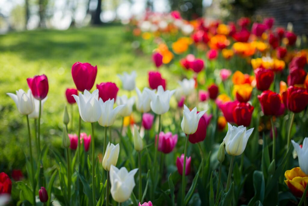 A vibrant garden filled with tulips of various colors, including red, white, pink, and orange, under bright sunlight. This idyllic spot is perfect for spring travel as the blurred background features greenery and trees, creating a beautiful, serene springtime scene.