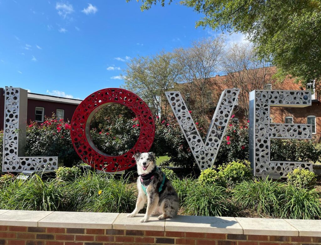 A cheerful dog sits in front of large, decorative letters spelling 