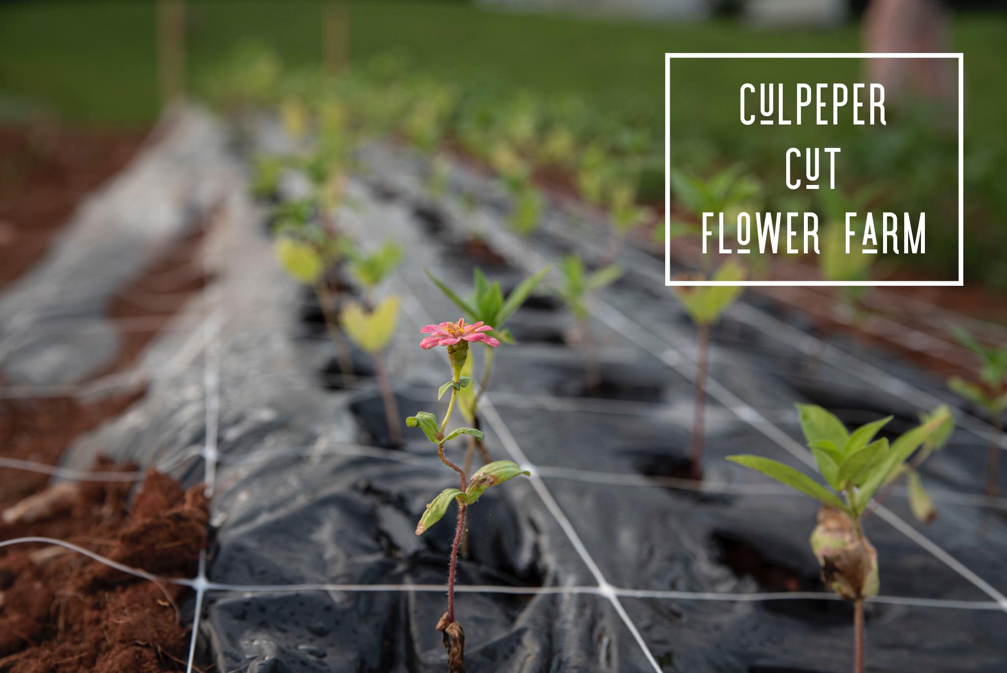 Culpeper Cut Flower Farm Image