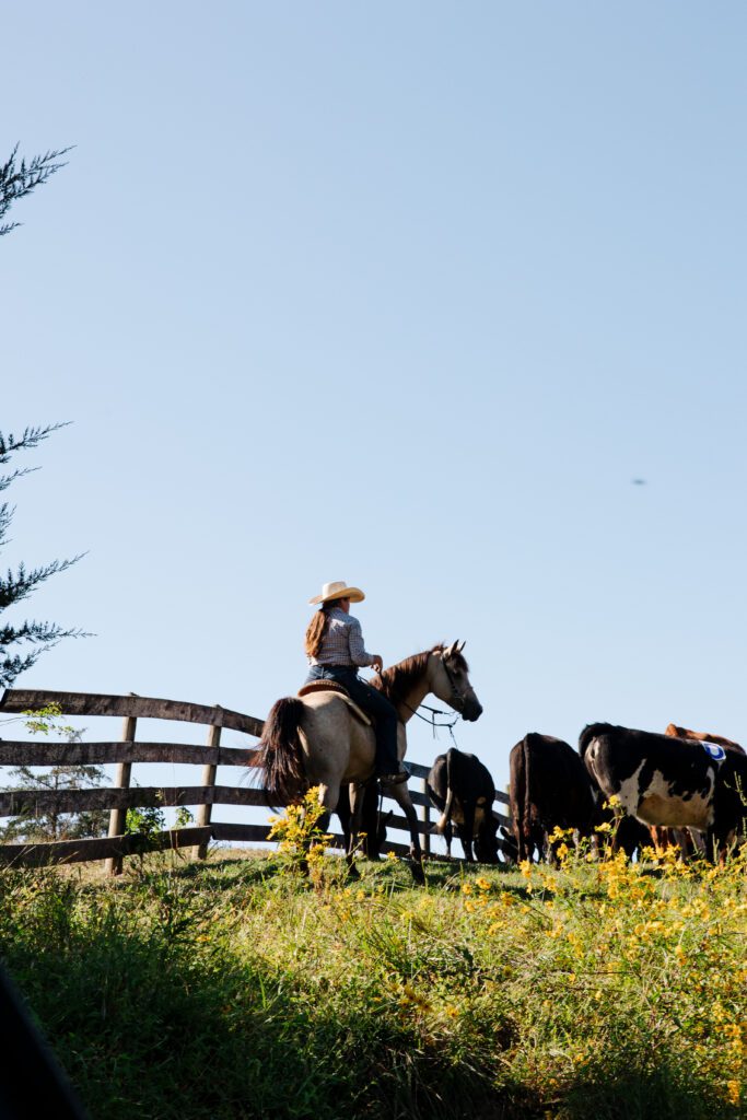 Horse and rider herding cattle