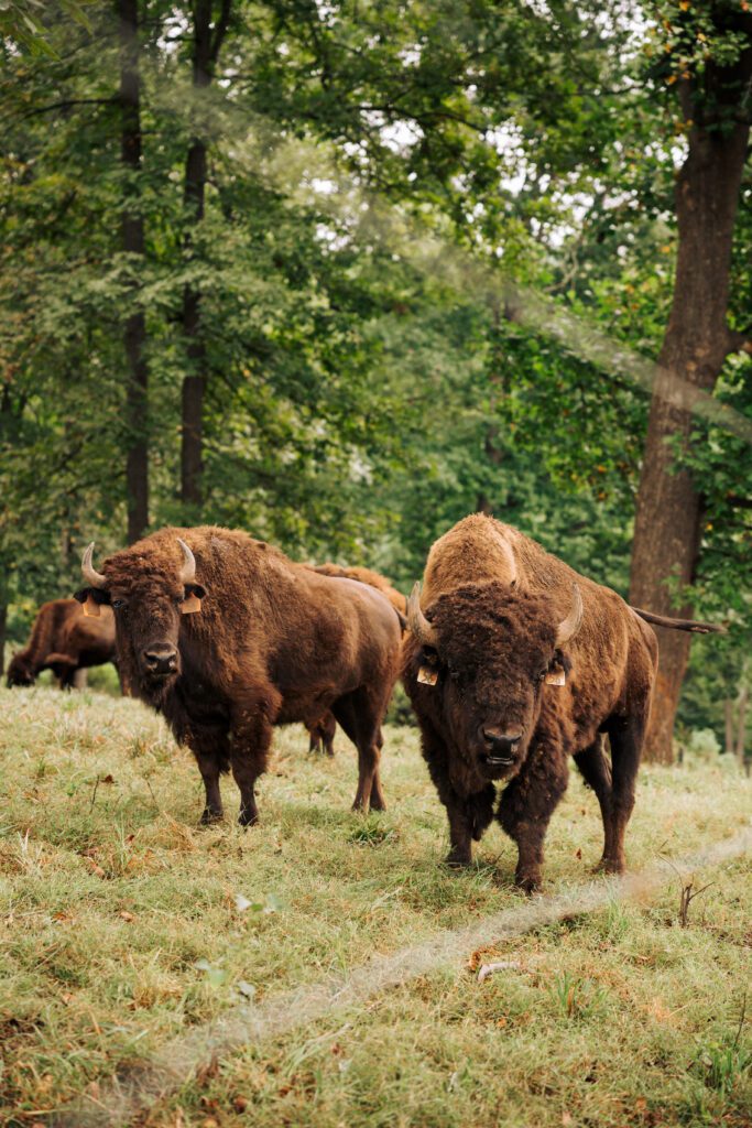 Bison herd