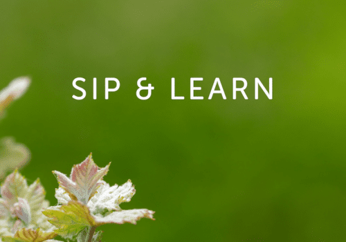 Sip & Learn Image