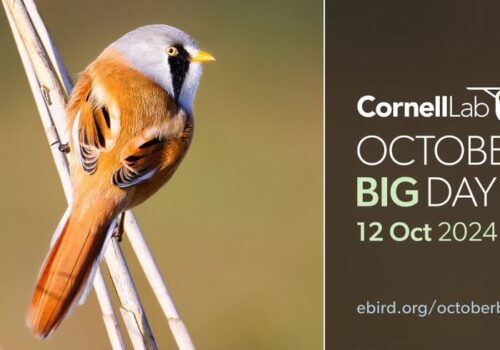 October Big Day Bird Walk Image