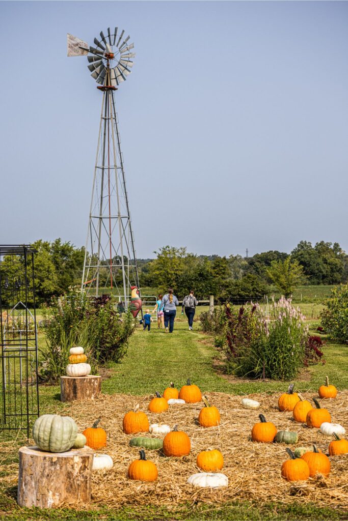 people walking in field with pumpkins