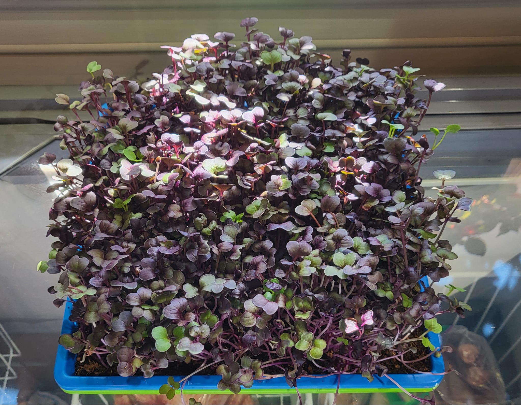 microgreens