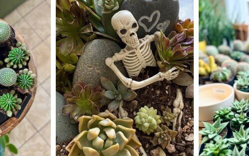 Spooky Succulent & Cacti Workshop Image