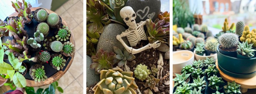 succulents with a skeleton in them