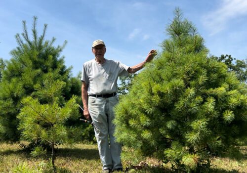 Oak Shade Christmas Tree Farm 2024 Season Image