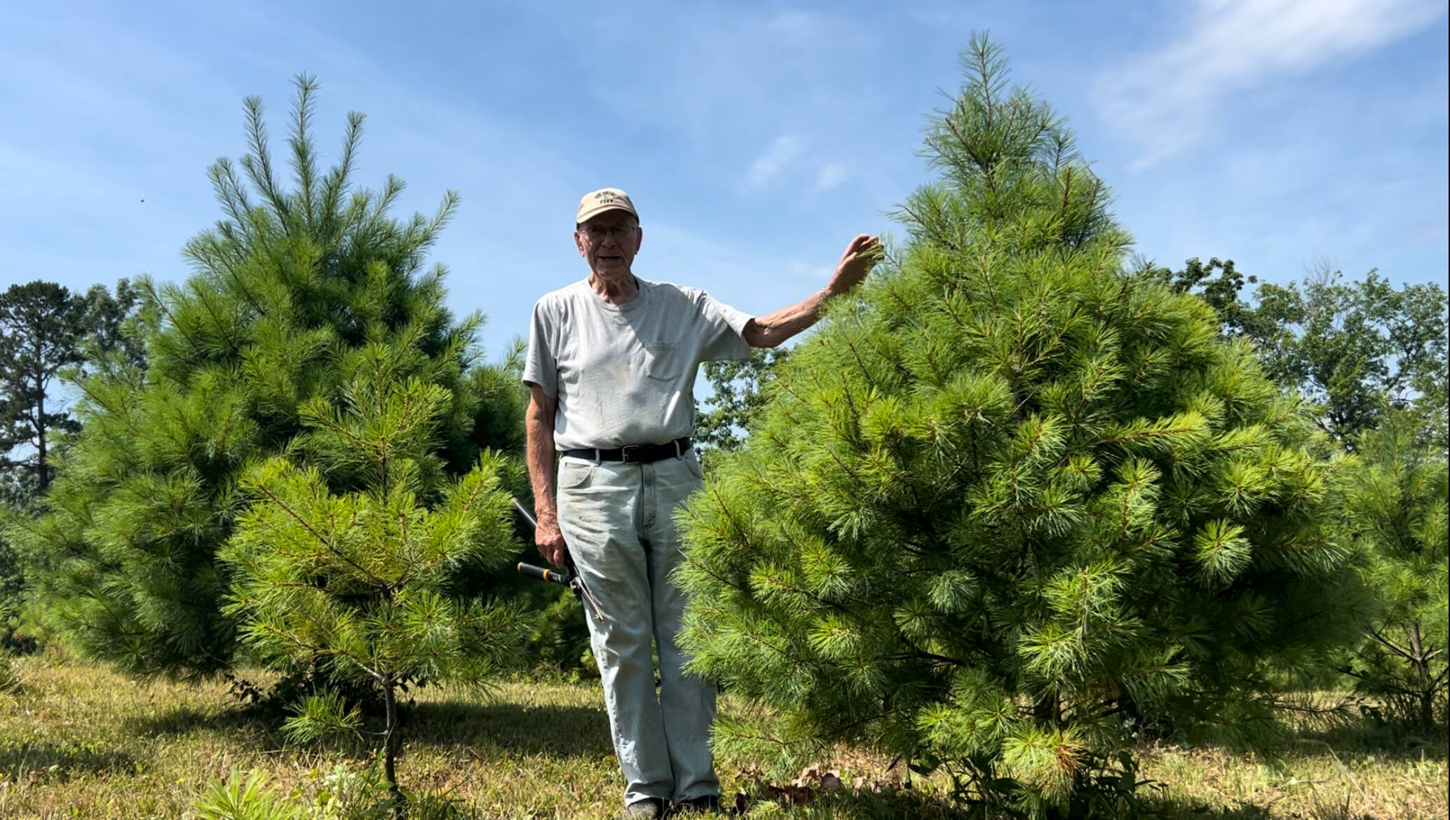 man with Christmas trees