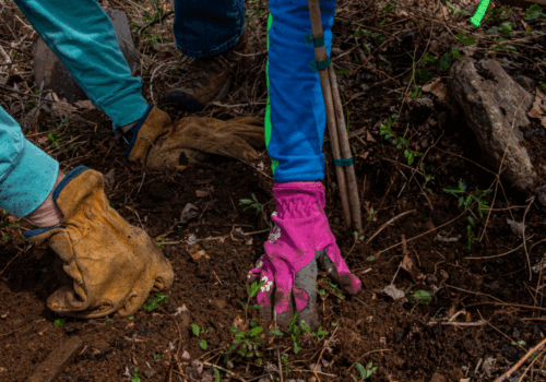 Carver Center Pavilion Tree Planting Image