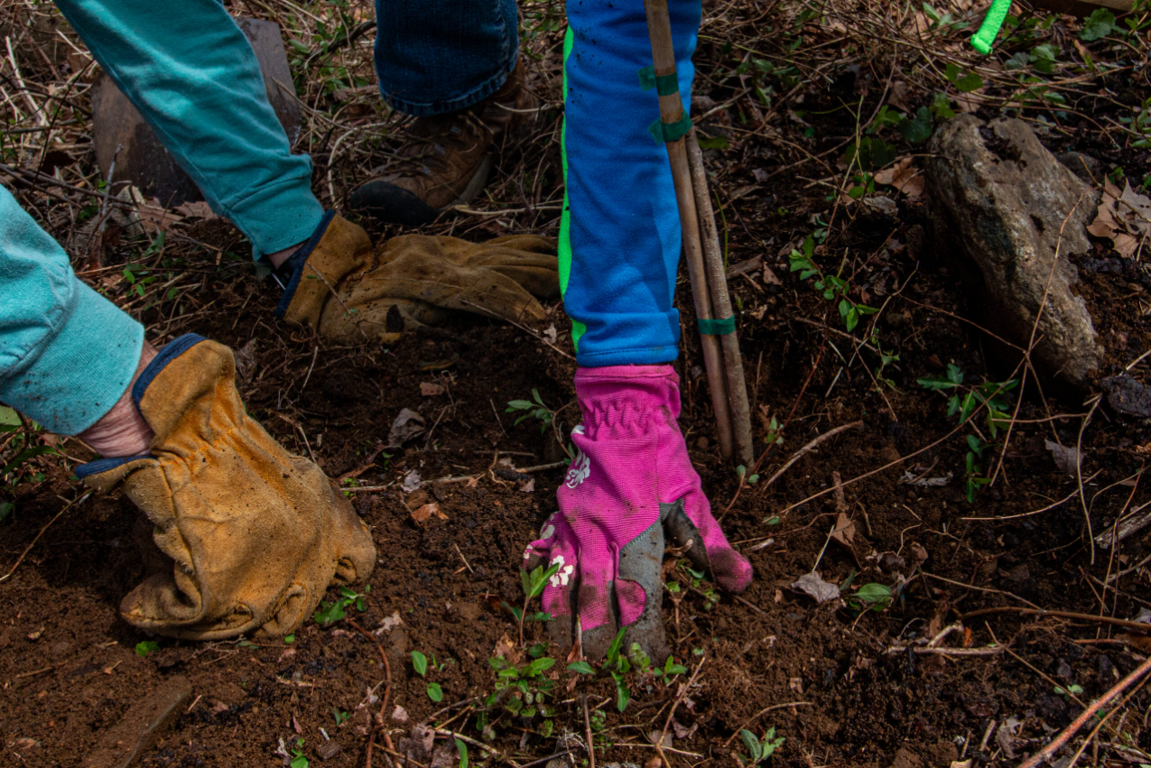 hands digging in dirt