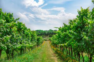Vines